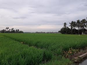 Jawa Barat, pada tahun 2020 surplus sebanyak 102 ribu ton dari total luas lahan pertanian 90.778 hektare