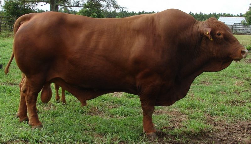 Where are the 125 million cows in Kresek Village?