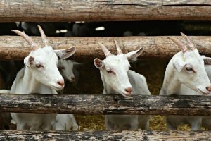 Warga di Lebak dihebohkan dengan hilangnya puluhan kambing dalam satu malam.
